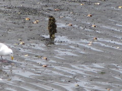 Clinocardium nuttallii