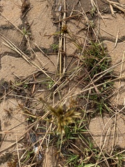 Cyperus esculentus
