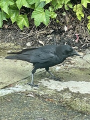 Corvus brachyrhynchos