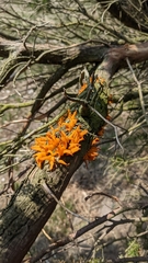 Gymnosporangium juniperi