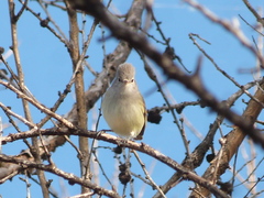 Serpophaga griseicapilla