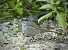 Zonotrichia atricapilla