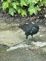 Corvus brachyrhynchos