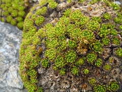 Hectorella caespitosa