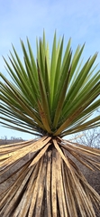 Yucca periculosa