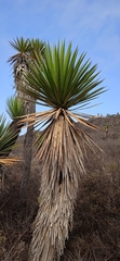 Yucca periculosa