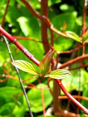 Cornus sericea