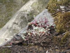 Sedum spathulifolium