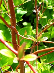 Cornus sericea