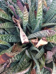 Gasteria