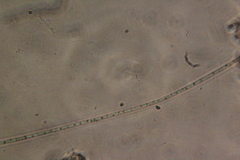 Oscillatoria redekei