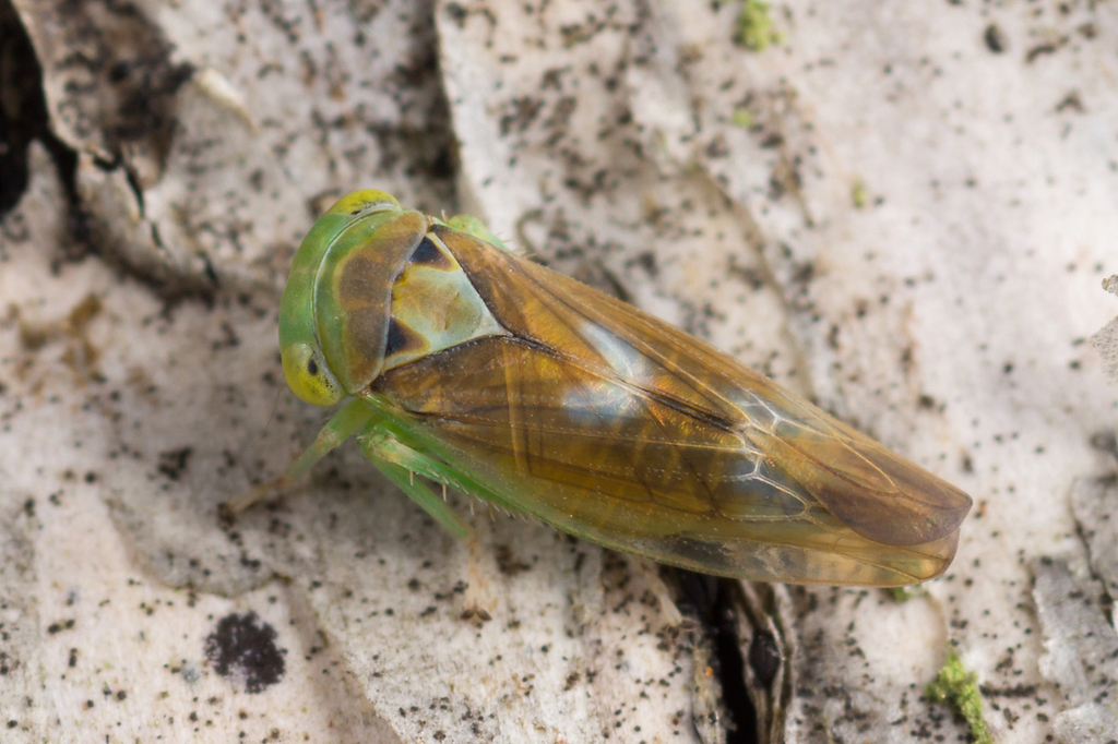 Populicerus nitidissimus