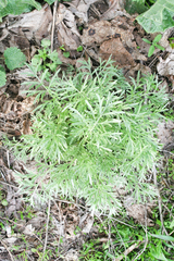 Artemisia absinthium