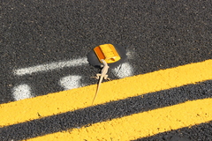 Dipsosaurus dorsalis dorsalis