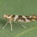 Bronze Alder Moth - Photo (c) Nikolai Vladimirov, some rights reserved (CC BY-NC), uploaded by Nikolai Vladimirov