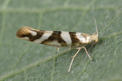 Argyresthia goedartella