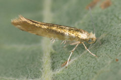 Argyresthia goedartella