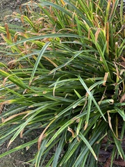 Hemerocallis citrina