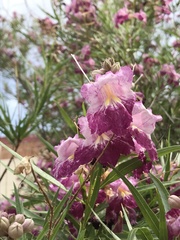 Chilopsis linearis
