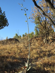 Agave guadalajarana