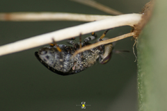 Stictomyia longicornis
