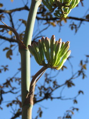 Agave guadalajarana