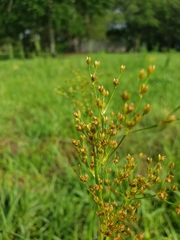 Cladium mariscoides