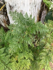 Davallia fejeensis