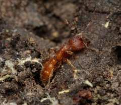 Amblyopone ferruginea