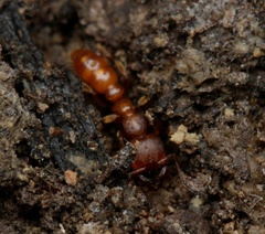 Amblyopone ferruginea