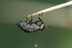 Stictomyia longicornis