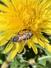 Halictus