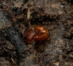 Amblyopone ferruginea