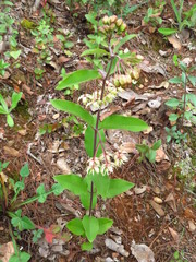 Asclepias melantha