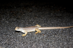 Dipsosaurus dorsalis dorsalis