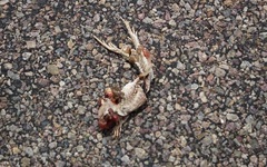 Dipsosaurus dorsalis dorsalis