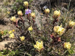 Castilleja affinis neglecta