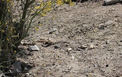 Dipsosaurus dorsalis dorsalis