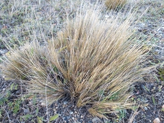 Festuca gracillima