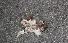 Dipsosaurus dorsalis dorsalis