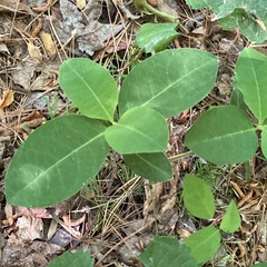 Asclepias variegata