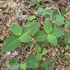 Asclepias variegata