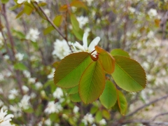 Amelanchier cusickii
