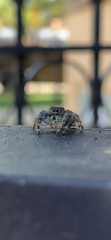 Phidippus audax