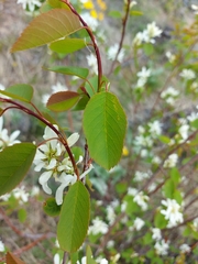 Amelanchier cusickii