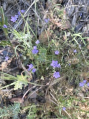 Gilia clivorum