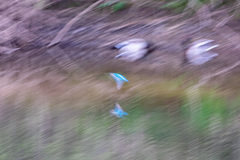Alcedo atthis