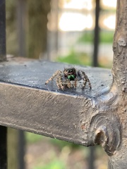 Phidippus audax
