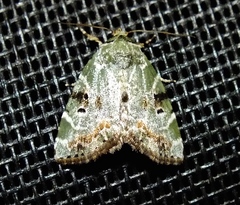 Chytonix elegans