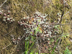 Sedum spathulifolium